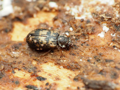 Derodontus maculatus