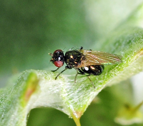 Camillus Fly Camilla acutipennis · iNaturalist