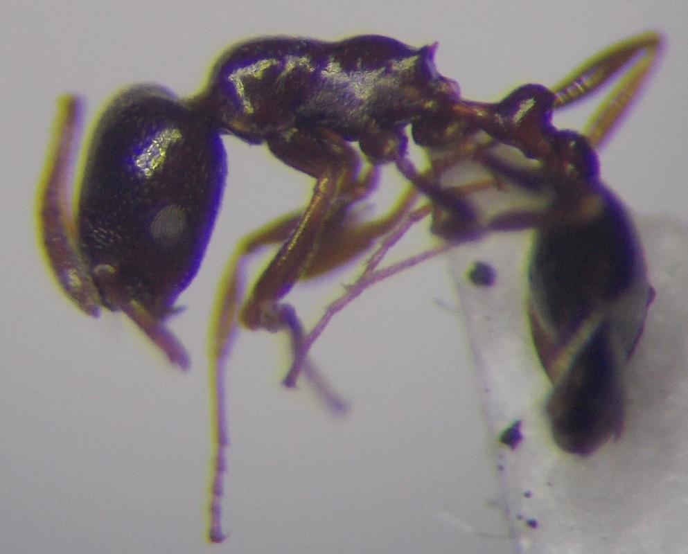 Cardiocondyla ulianini