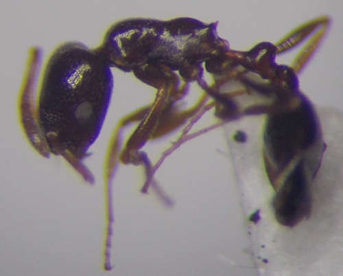 Cardiocondyla ulianiniCardiocondyla ulianini