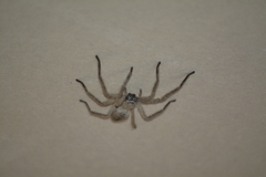 Polybetes trifoveatus