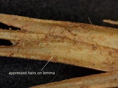 Sporobolus vaginiflorus