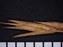 Sporobolus vaginiflorus