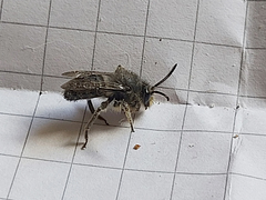 Colletes nigritulus