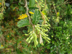 Cestrum strigilatum