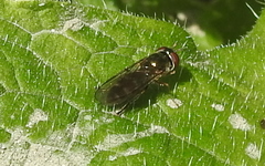 Platycheirus albimanus