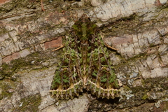 Heterochroma berylloides