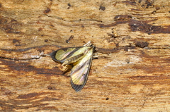 Hyalea pallidalis