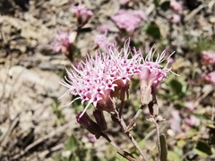 Ageratina calaminthifolia