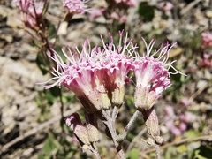 Ageratina calaminthifolia