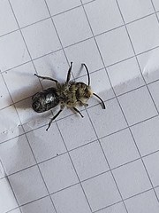 Colletes nigritulus