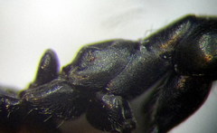 Cataglyphis aenescens