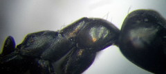 Cataglyphis aenescens