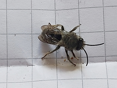 Colletes nigritulus