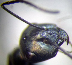 Cataglyphis aenescens