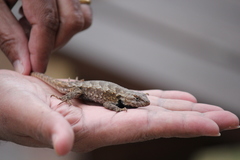 Sceloporus undulatus