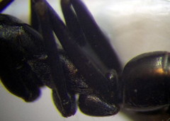 Cataglyphis aenescens
