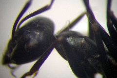 Cataglyphis aenescens