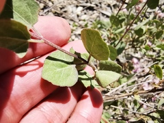 Ageratina calaminthifolia
