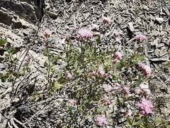 Ageratina calaminthifolia