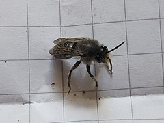 Colletes nigritulus