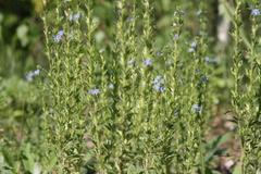 Veronica dillenii