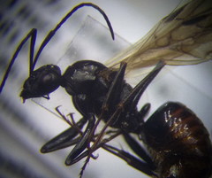 Cataglyphis aenescens
