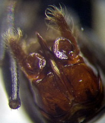 Cataglyphis aenescens