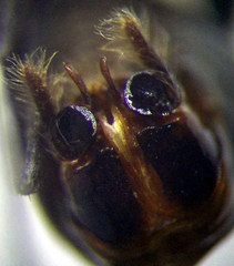 Cataglyphis aenescens