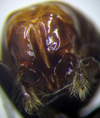 Cataglyphis aenescens