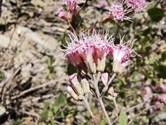 Ageratina calaminthifolia
