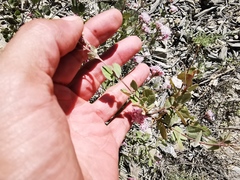 Ageratina calaminthifolia