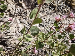 Ageratina calaminthifolia