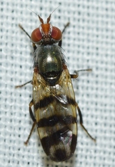 Ceroxys urticae