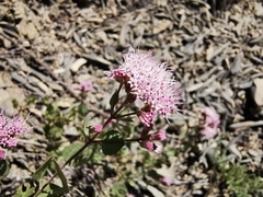 Ageratina calaminthifolia