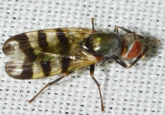 Ceroxys urticae