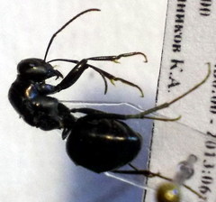 Cataglyphis aenescens