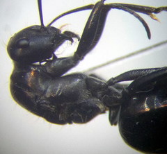 Cataglyphis aenescens