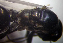 Cataglyphis aenescens