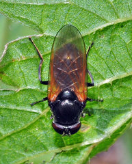 Cheilosia albitarsis