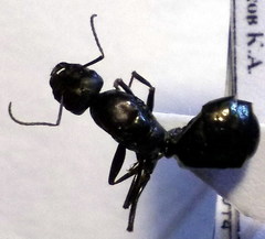 Cataglyphis aenescens