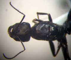 Cataglyphis aenescens