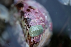 Tripoplax regularis