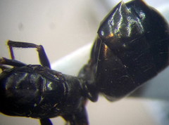Cataglyphis aenescens