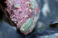 Tripoplax regularis