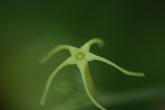 Rytidostylis gracilis