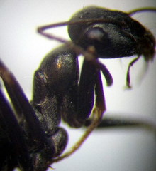 Cataglyphis aenescens