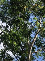 Lysiloma latisiliquum