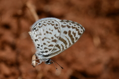 Leptotes cassius