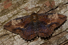 Feigeria claricostata